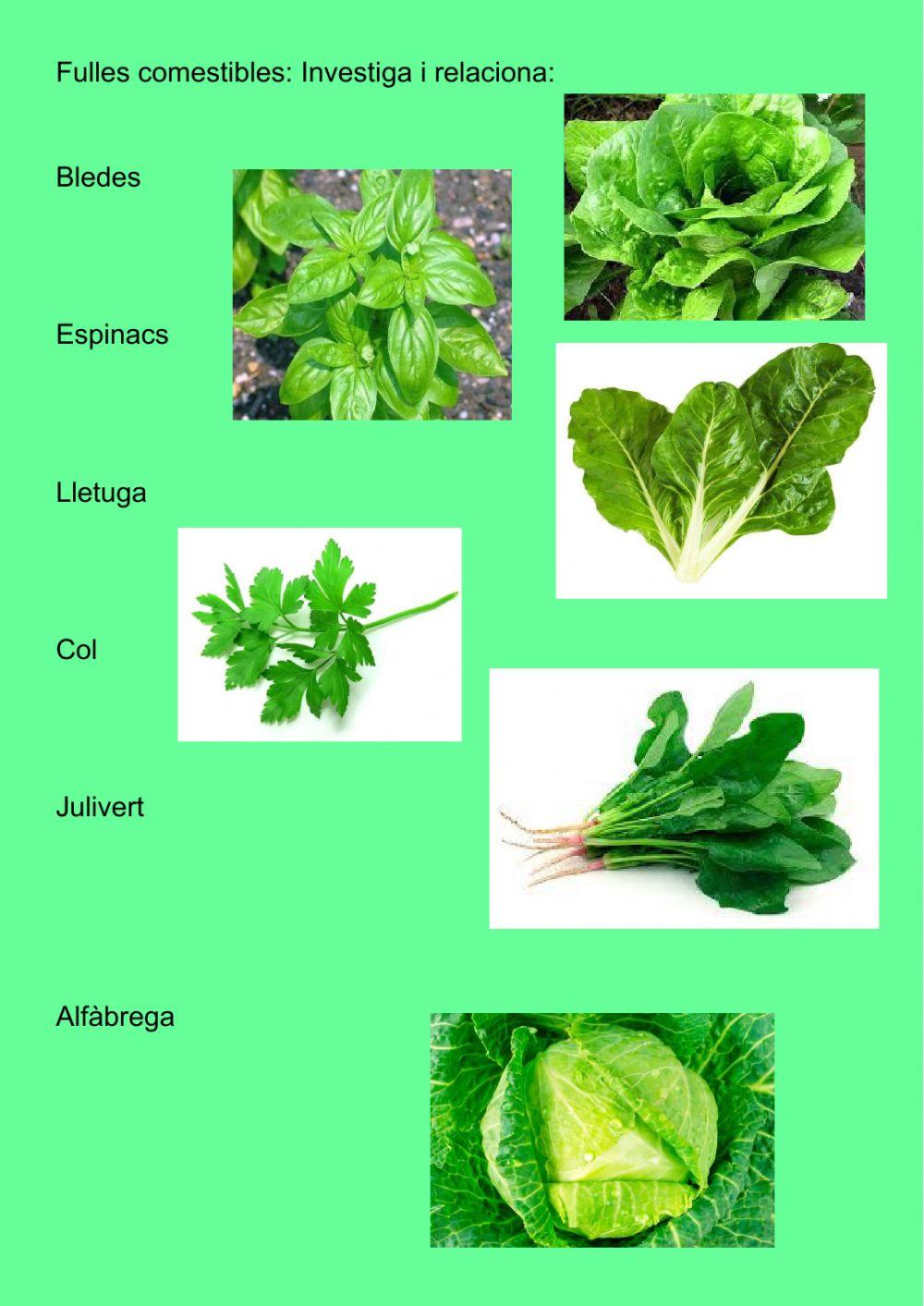 Parts de la planta: les fulles