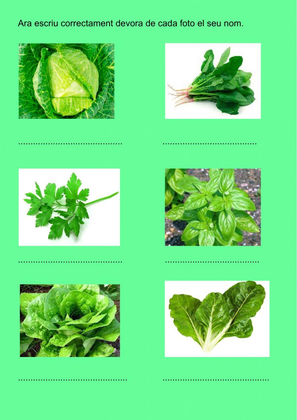 Parts de la planta: les fulles