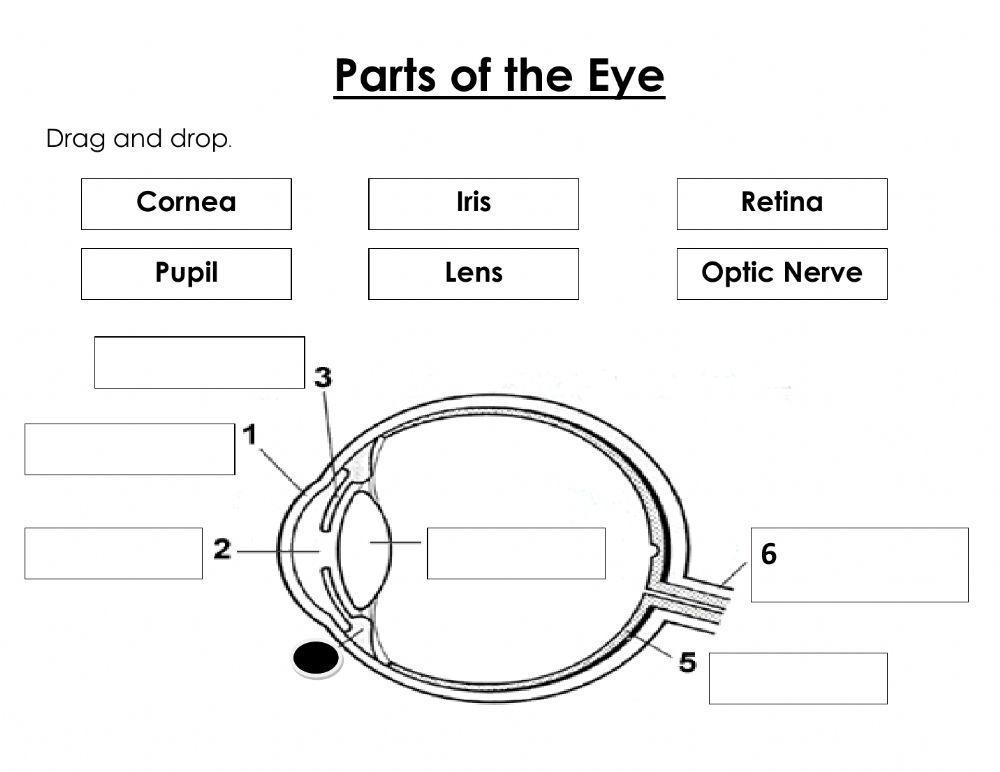 Parts of the Eye