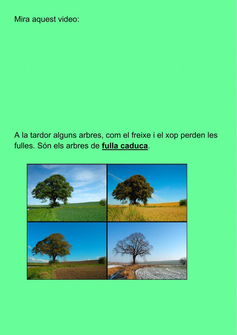 Parts de la planta: Fulla caduca i perenne.