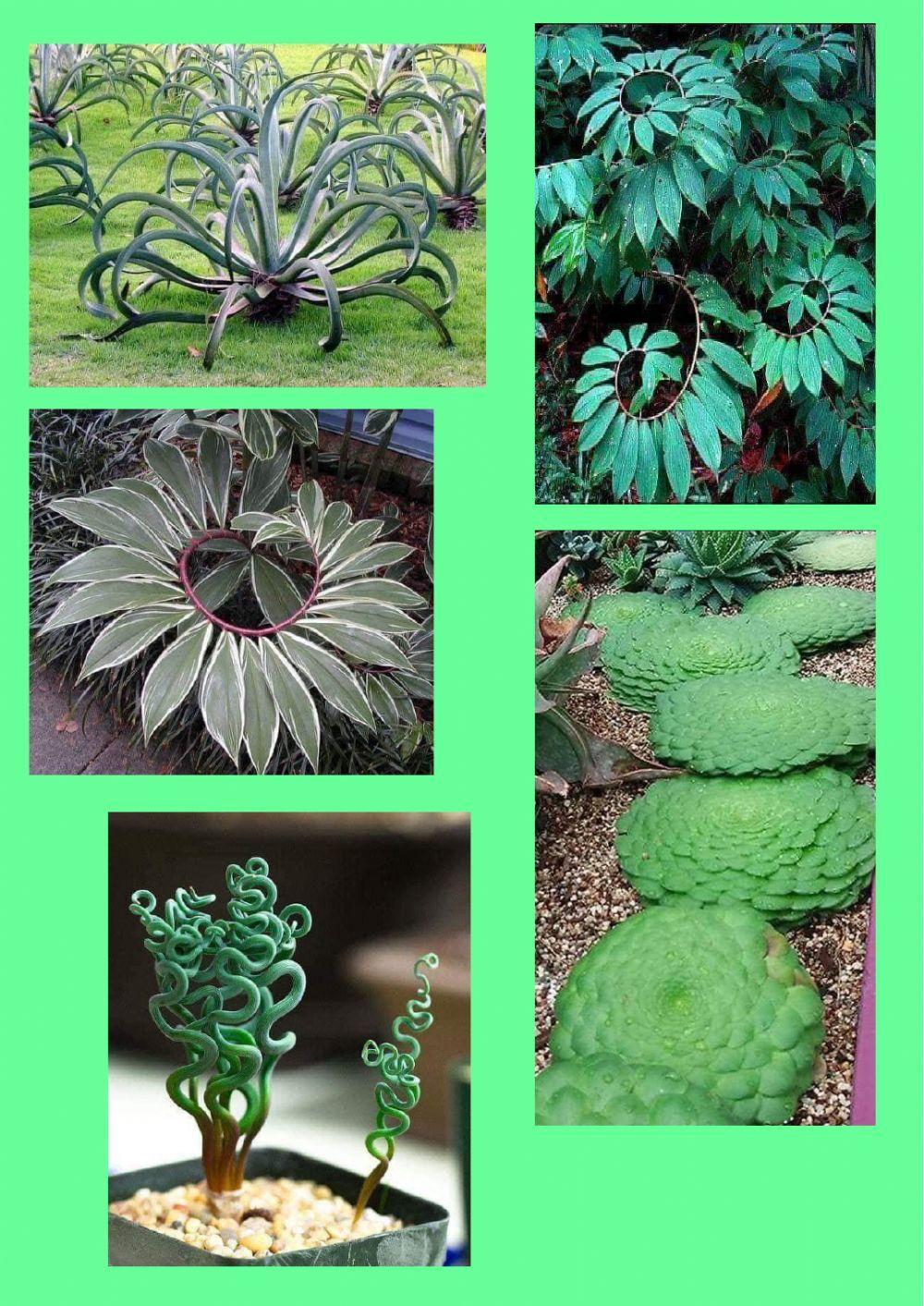 Parts de la planta: Fulla caduca i perenne.