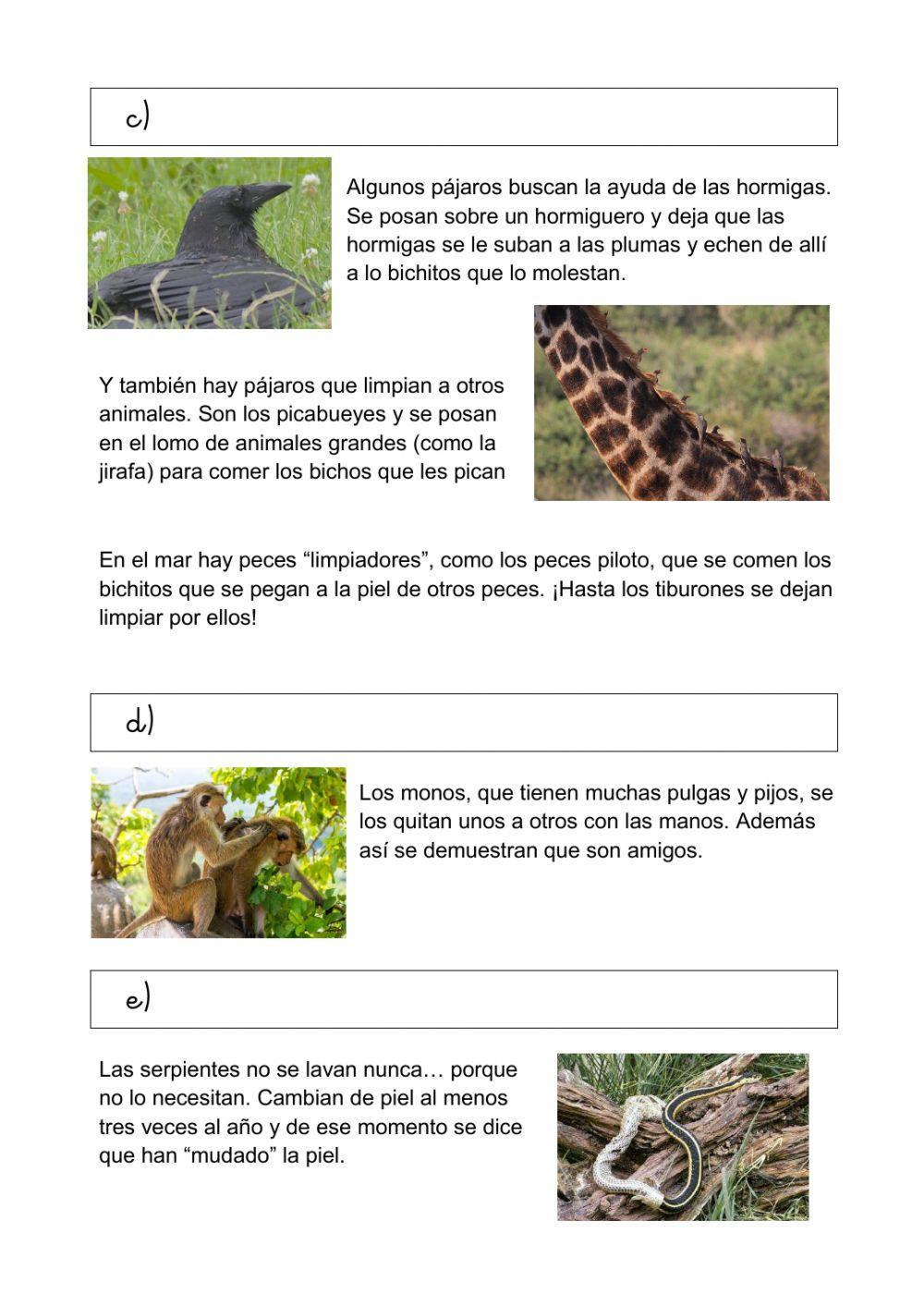 Como se lavan los animales Como se lavan los animales
