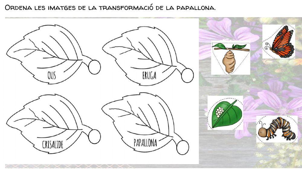 La papallona metamorfosi