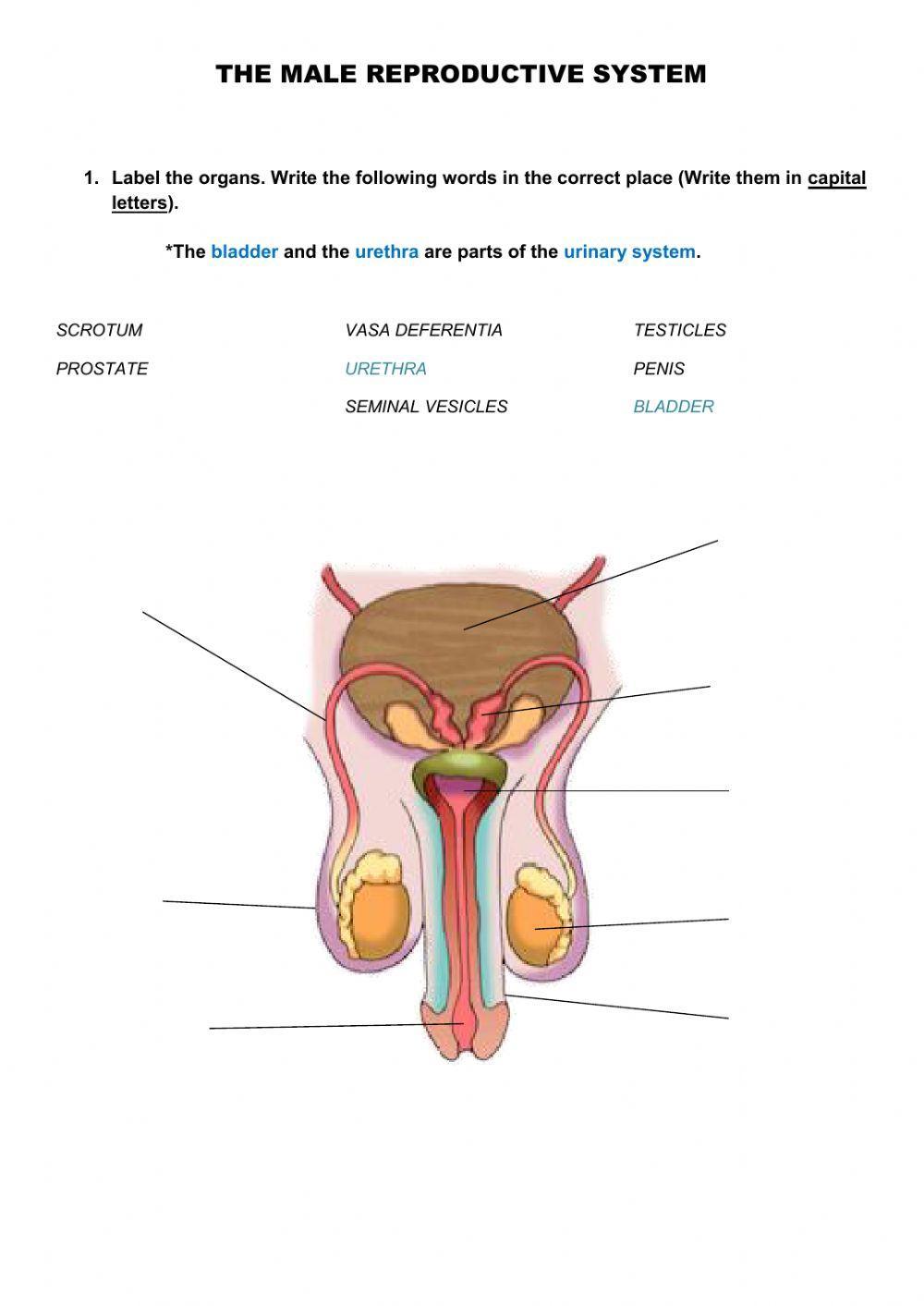 Male reproductive system Male reproductive system