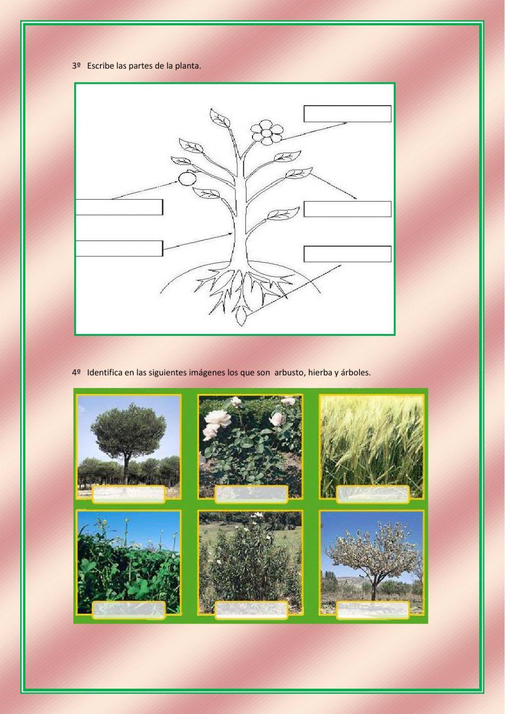 Las plantas y materiales