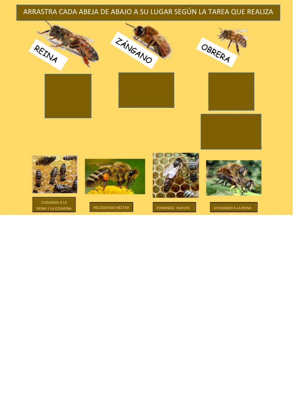 ¿qué función hace cada abeja?