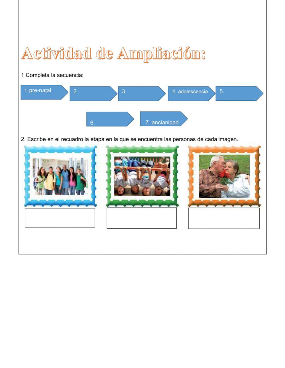 Etapas del desarrollo humano
