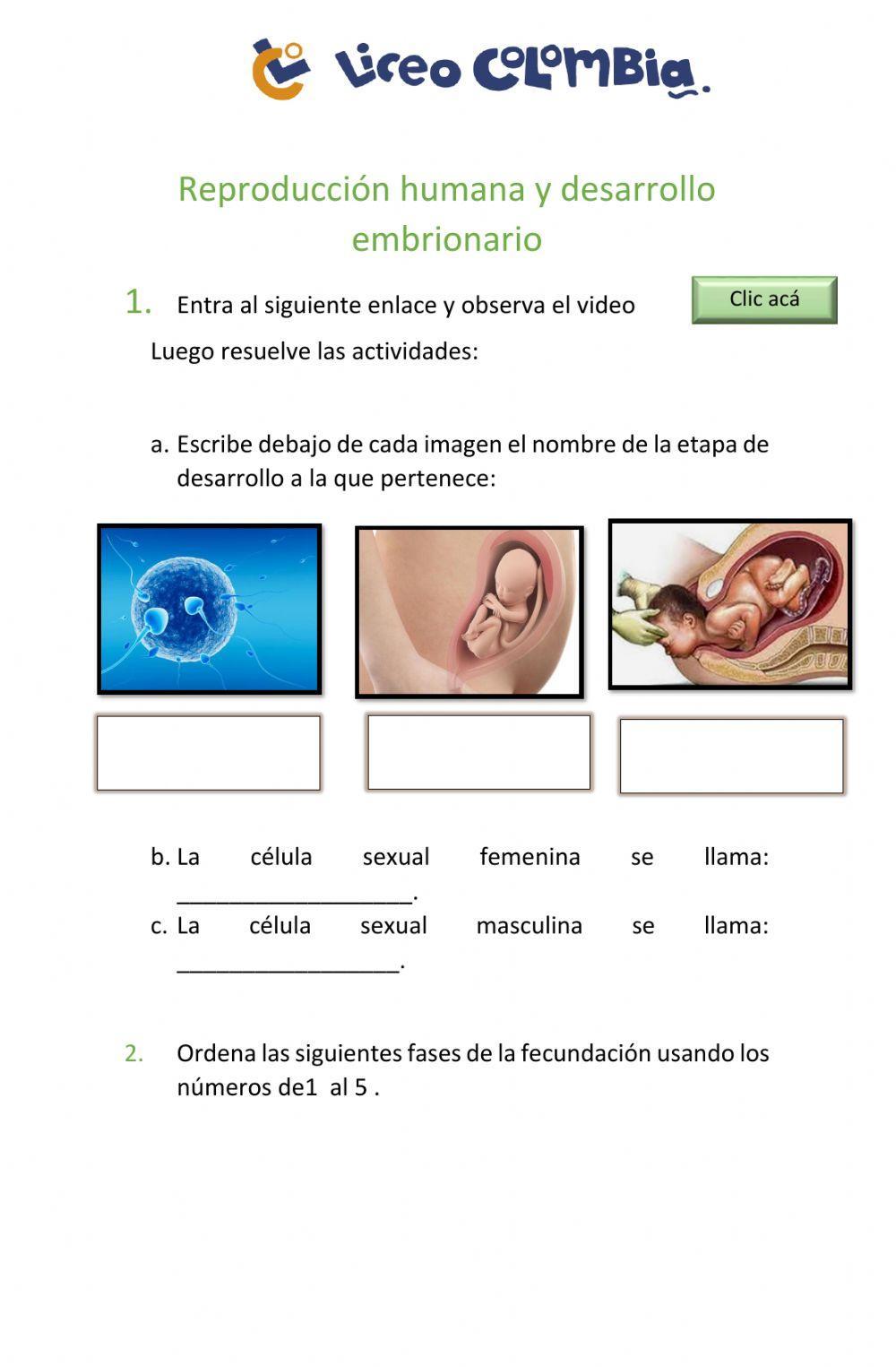 Desarrollo embrionario