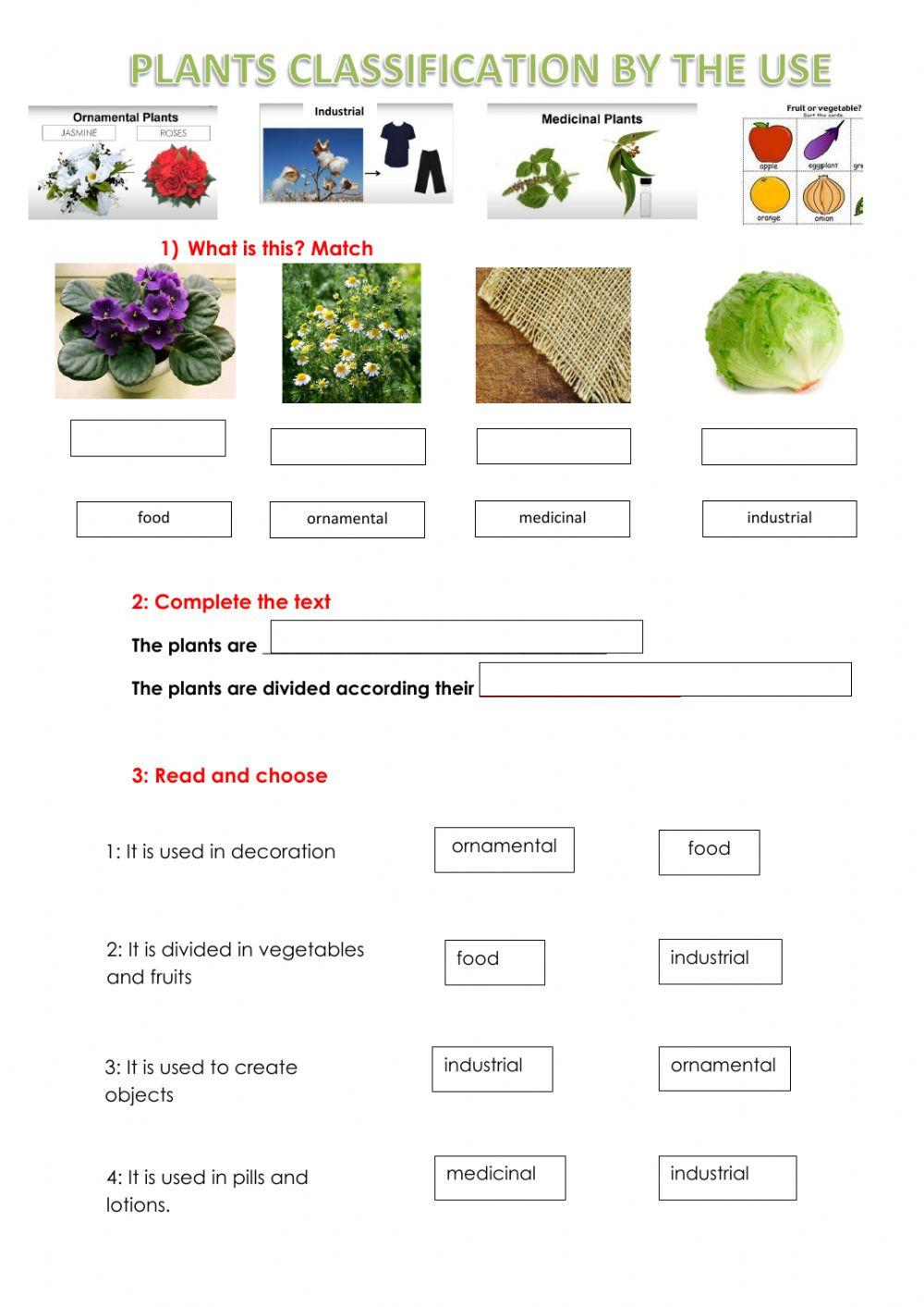 Plant Classification Worksheet