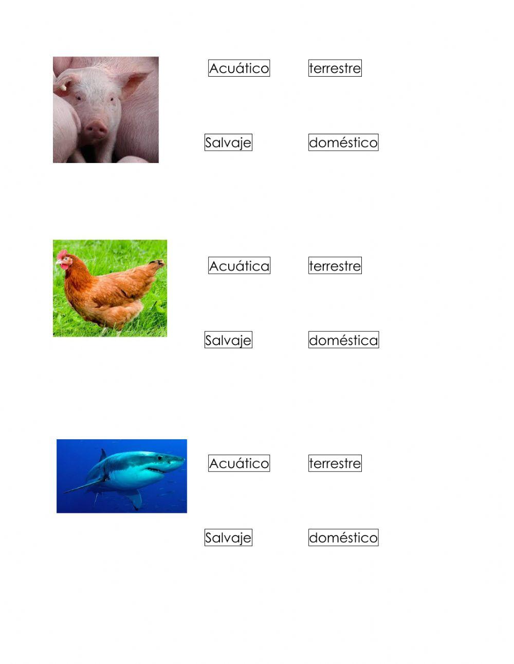 Animales domésticos, salvajes, acuáticos y terrestres