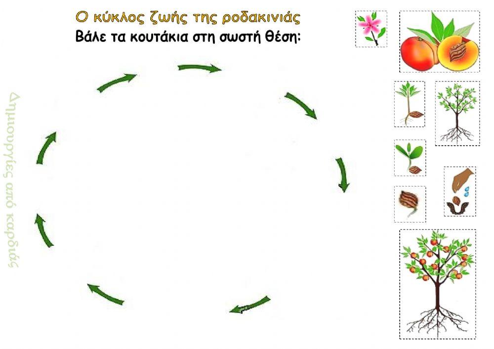 Ο κύκλος ζωής της ροδακινιάς