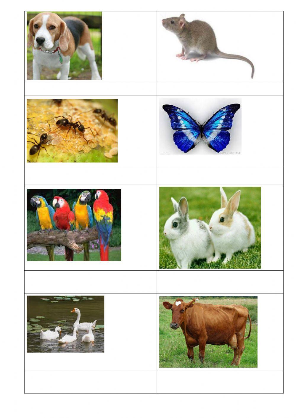 胎生动物和卵生动物