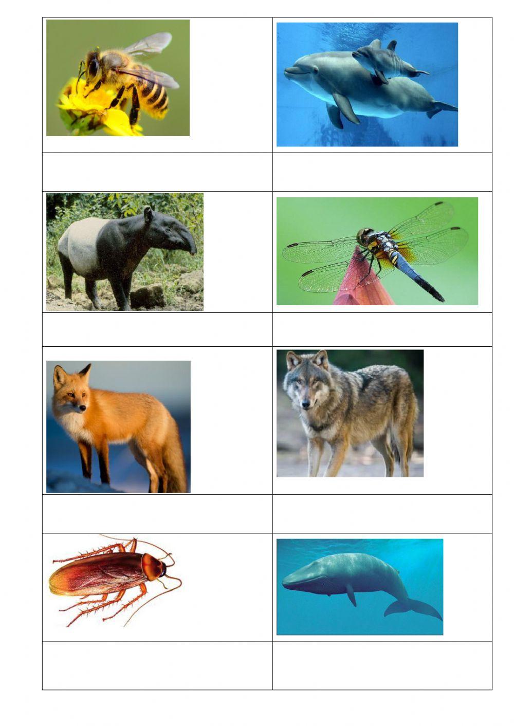 胎生动物和卵生动物