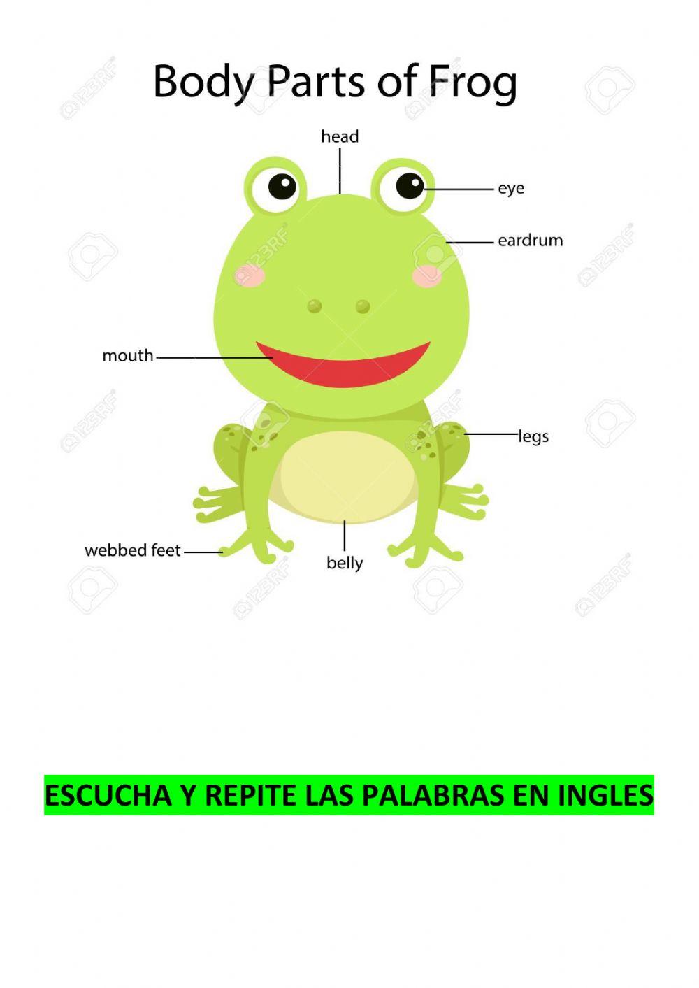 FROG Body Parts