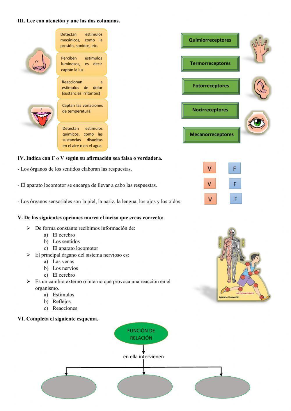 Función de relación y los receptores