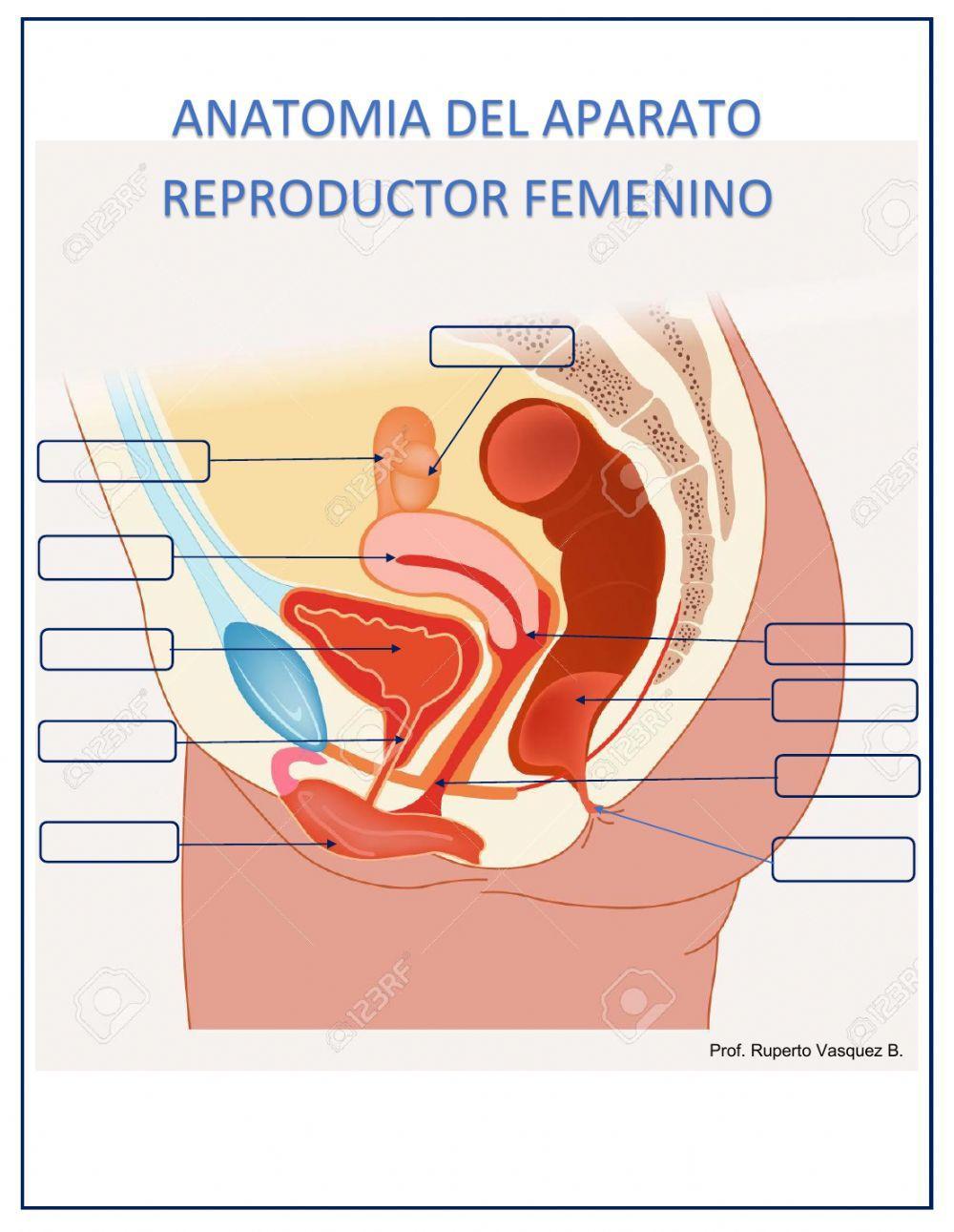 Aparato reproductor femenino