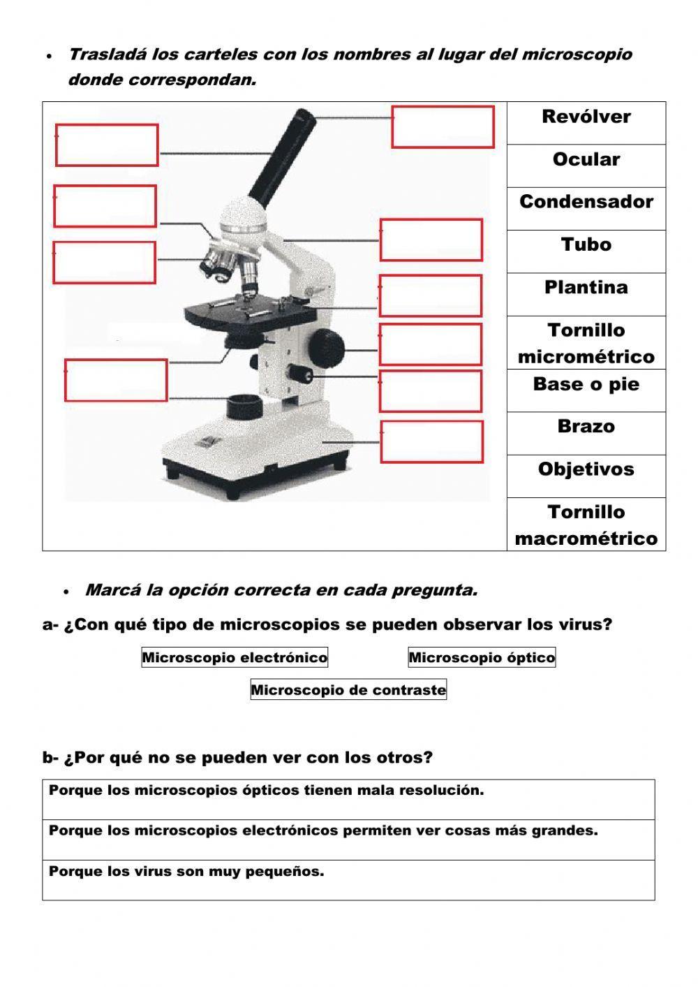 Partes del microscopio