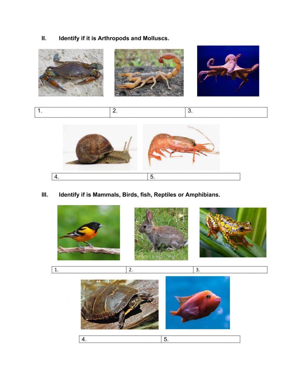 Unit 3: All about animals