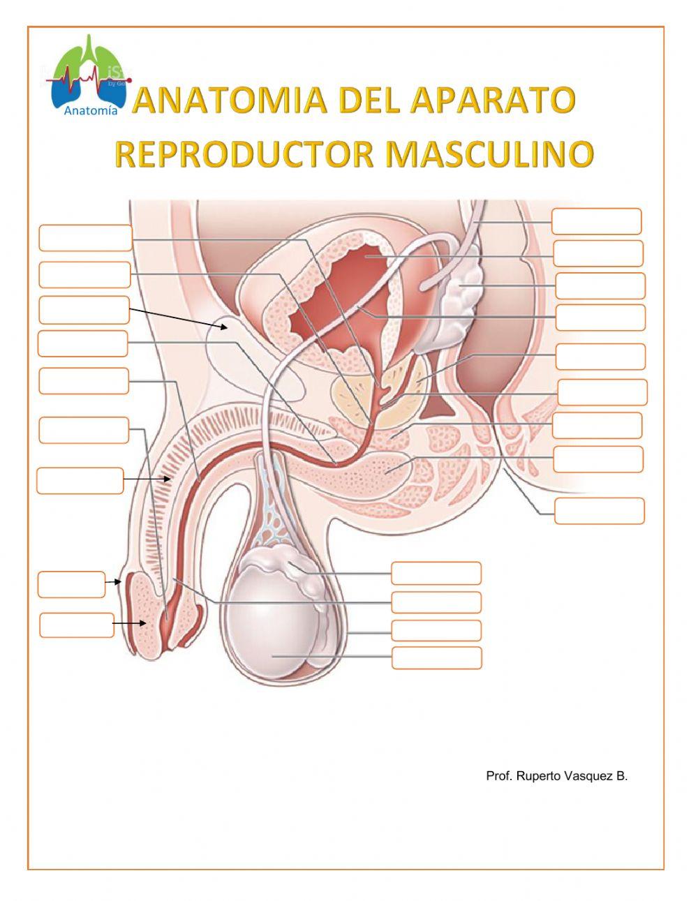Anatomía del Aparato reproductor masculino