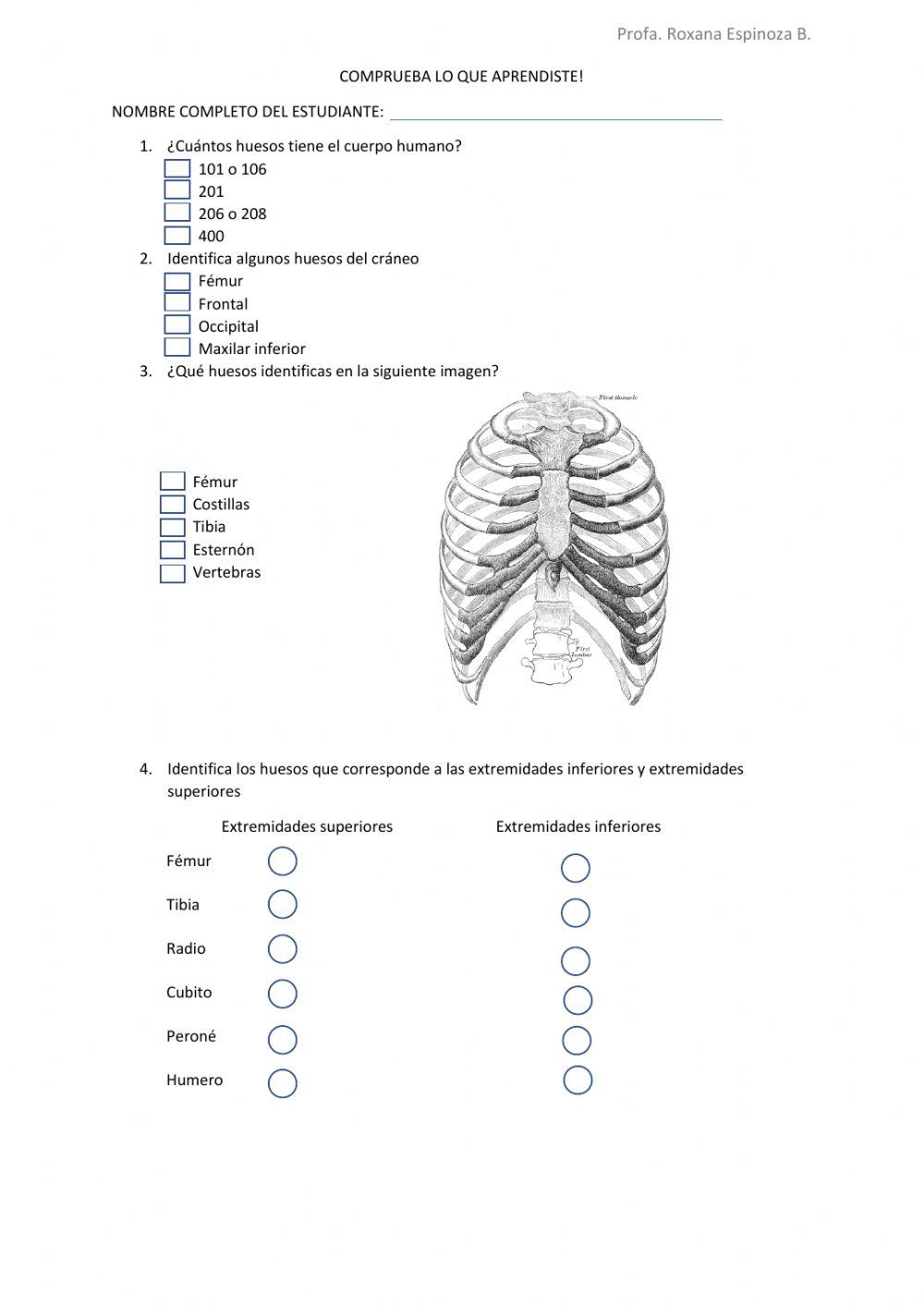 Los huesos del cuerpo humano
