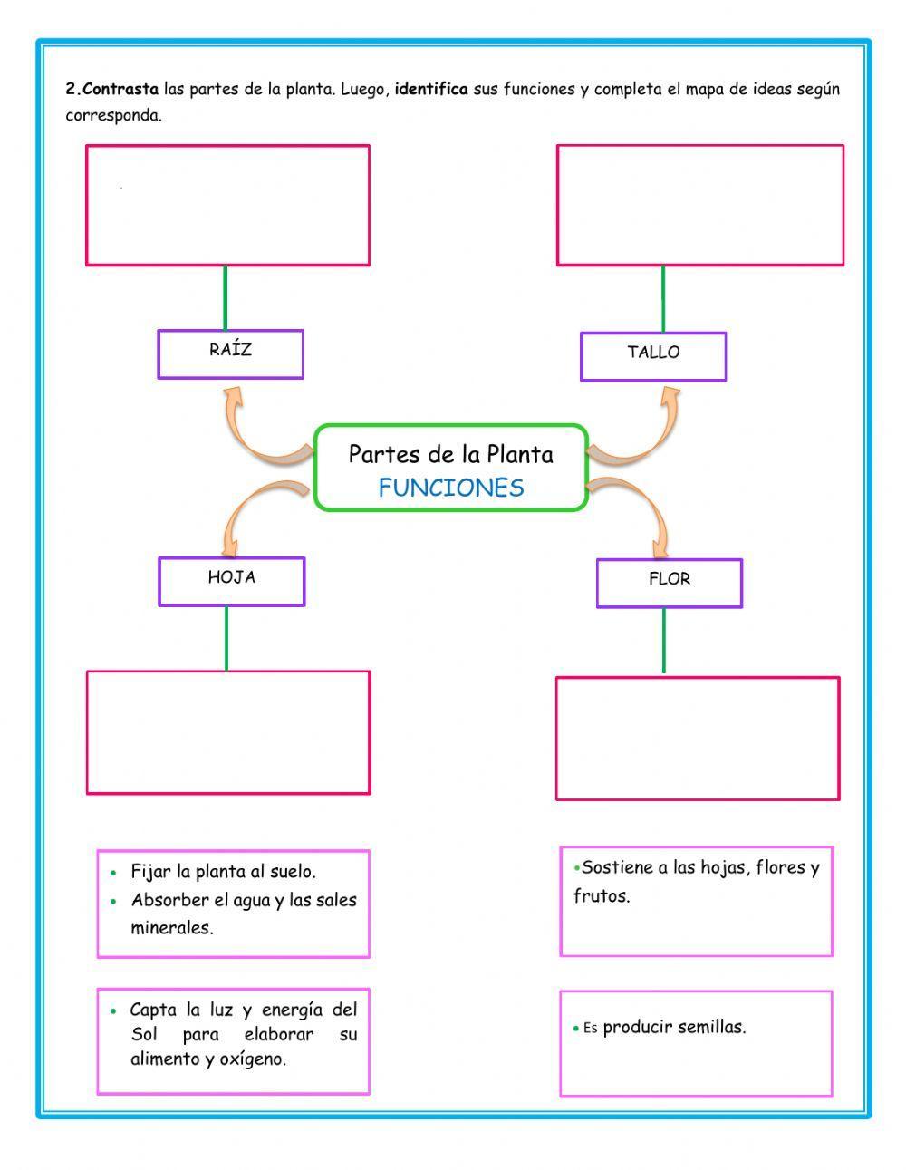 Características y Funciones de la Planta