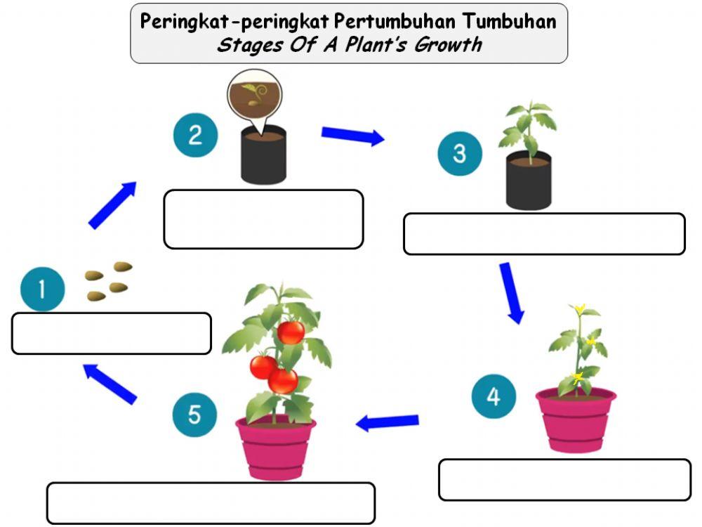 Stages Of A Plant’s Growth