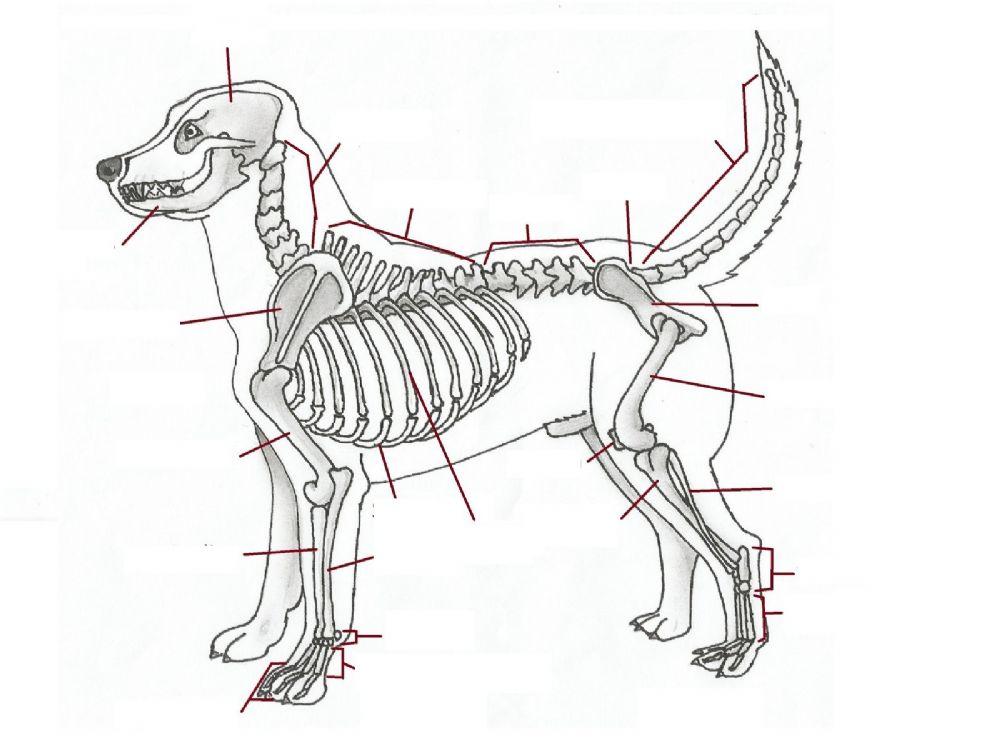 Fillable Canine Skeleton Worksheet