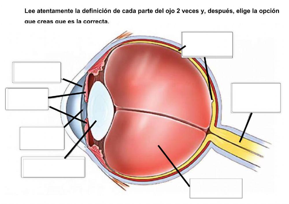 LA VISTA: PARTES DEL OJO QUE AYUDAN A VER
