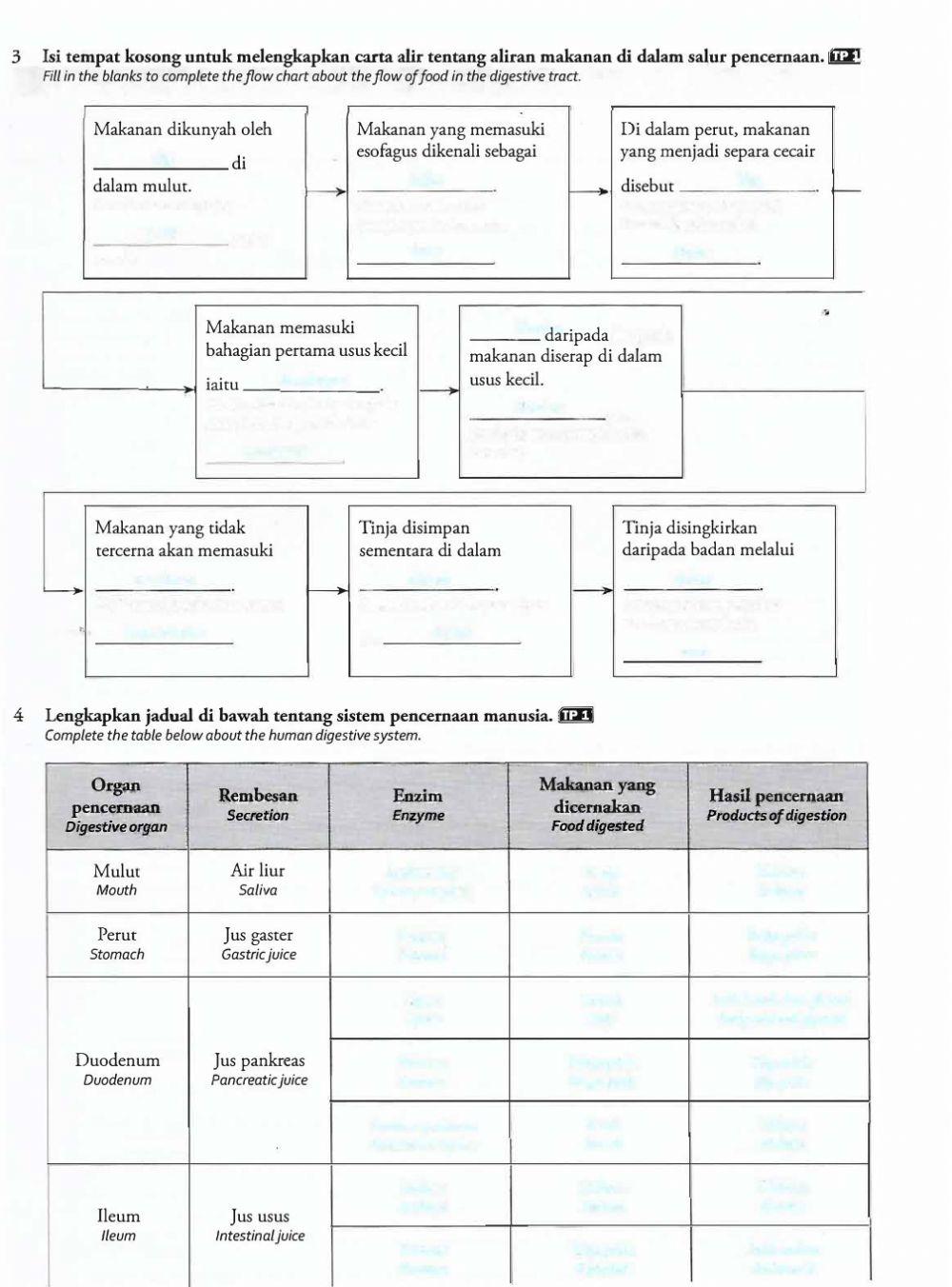 3.3. sistem pencernaan manusia 2