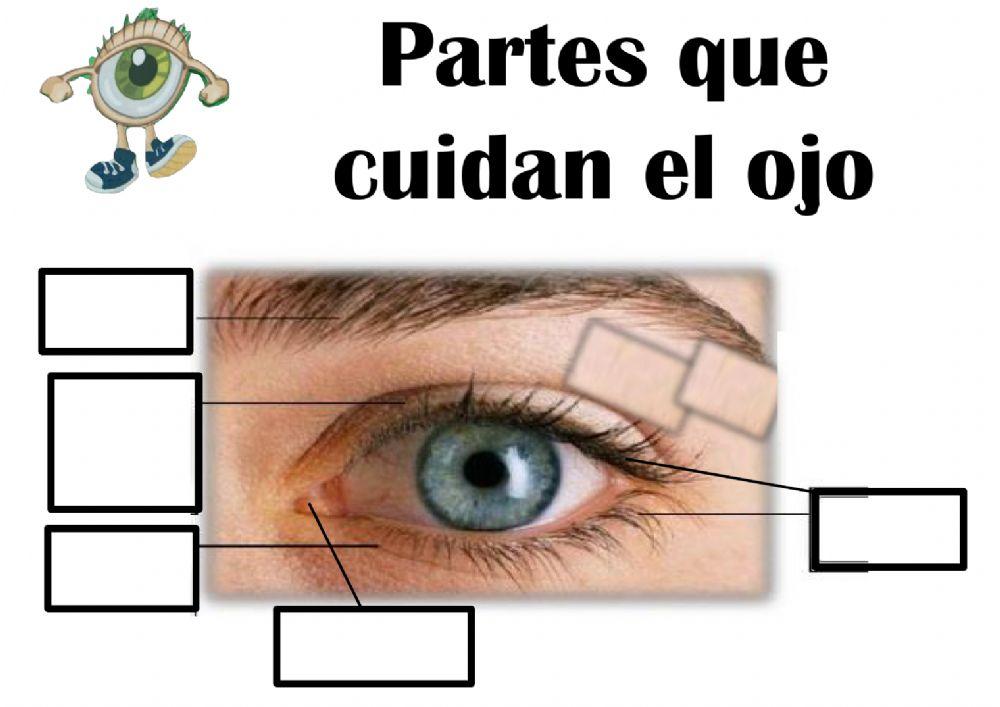 Partes que cuidan el ojo