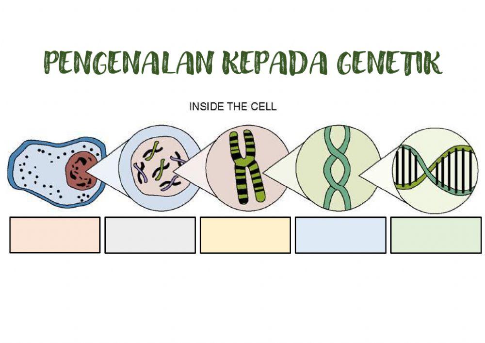 Pengenalan kepada genetik