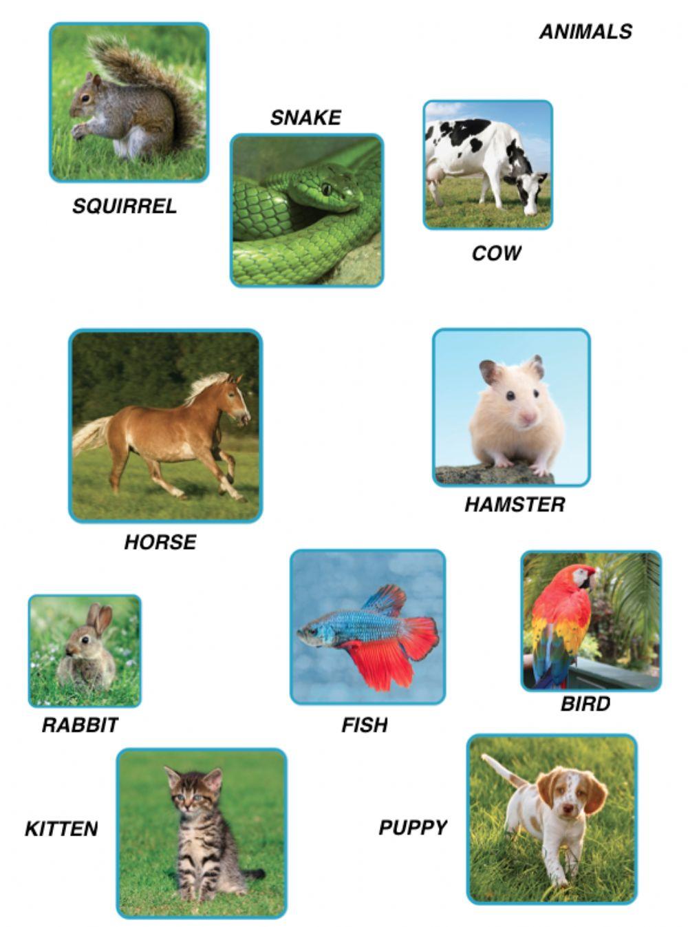 Animals Animals