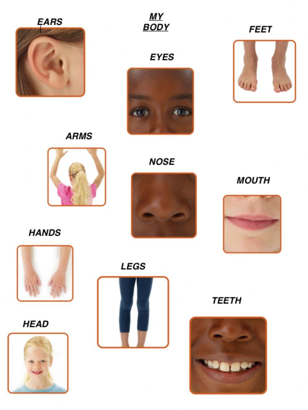 Body parts Body parts