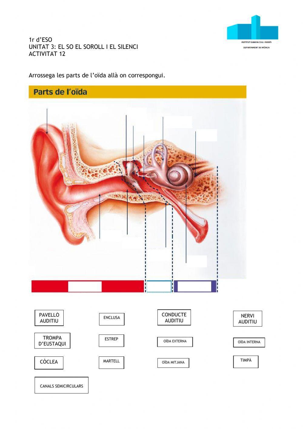 Les parts de  l'oïda.