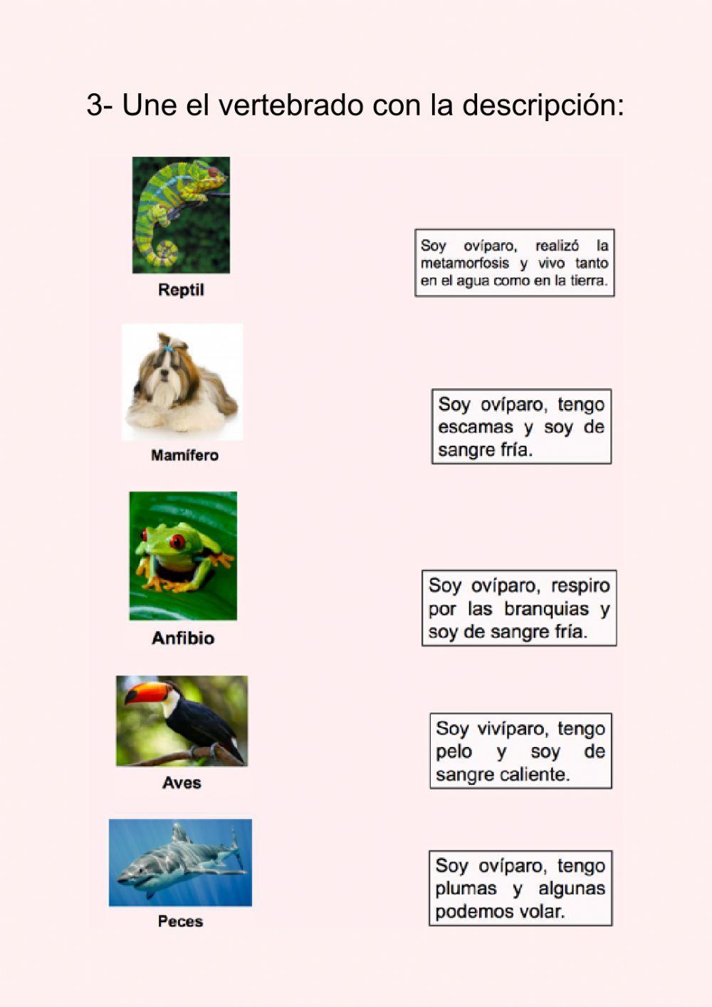Examen vertebrados e invertebrados