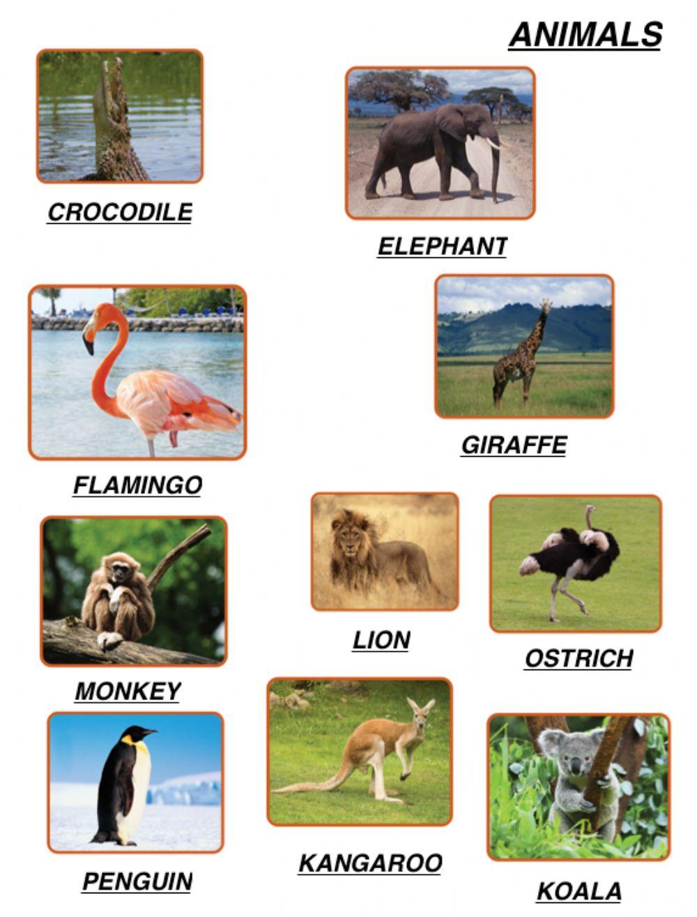Animals Animals