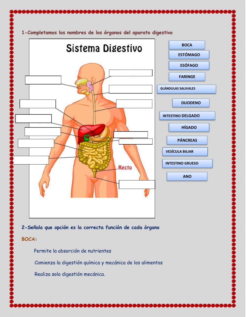 Sistema digestivo Sistema digestivo