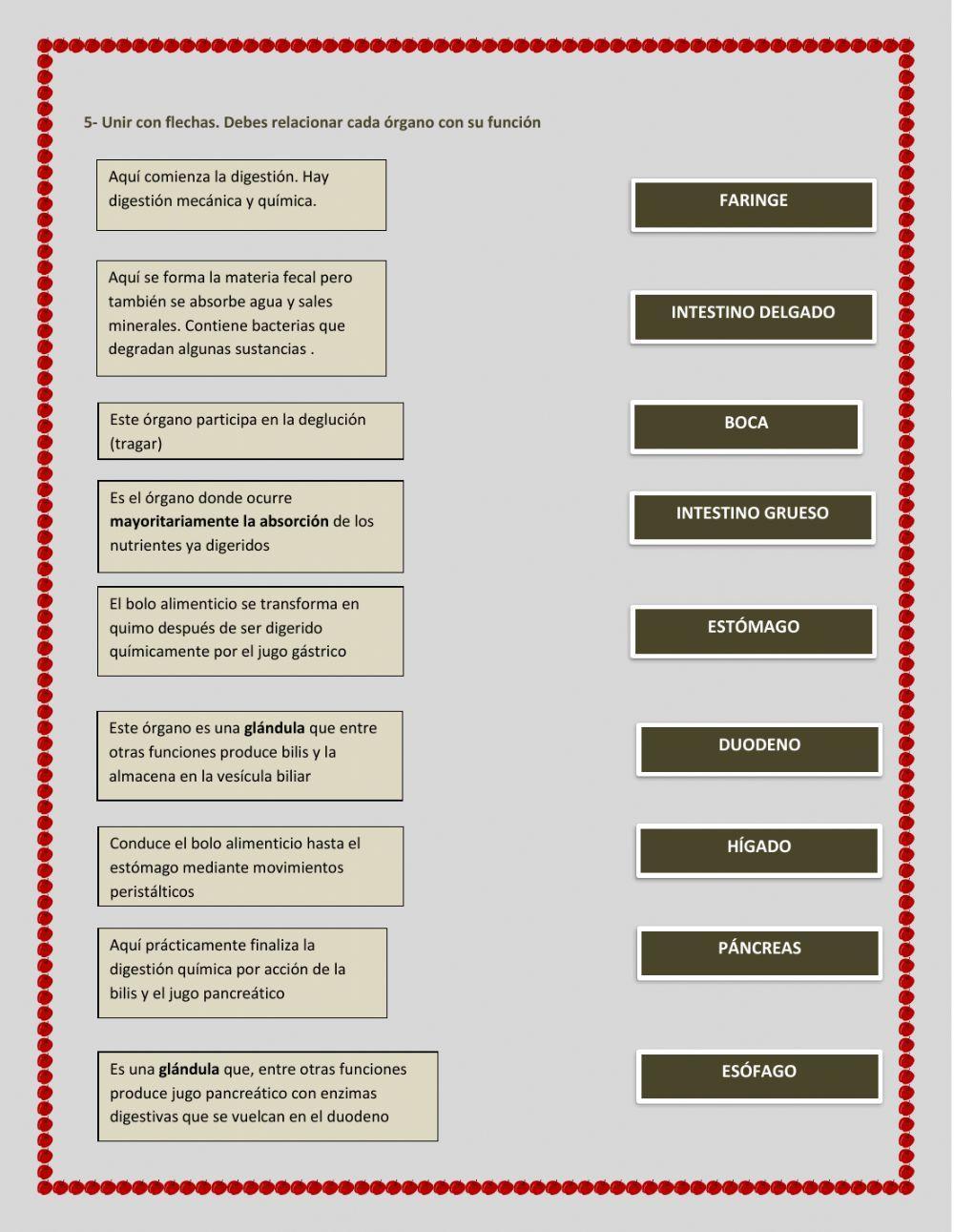 Sistema digestivo