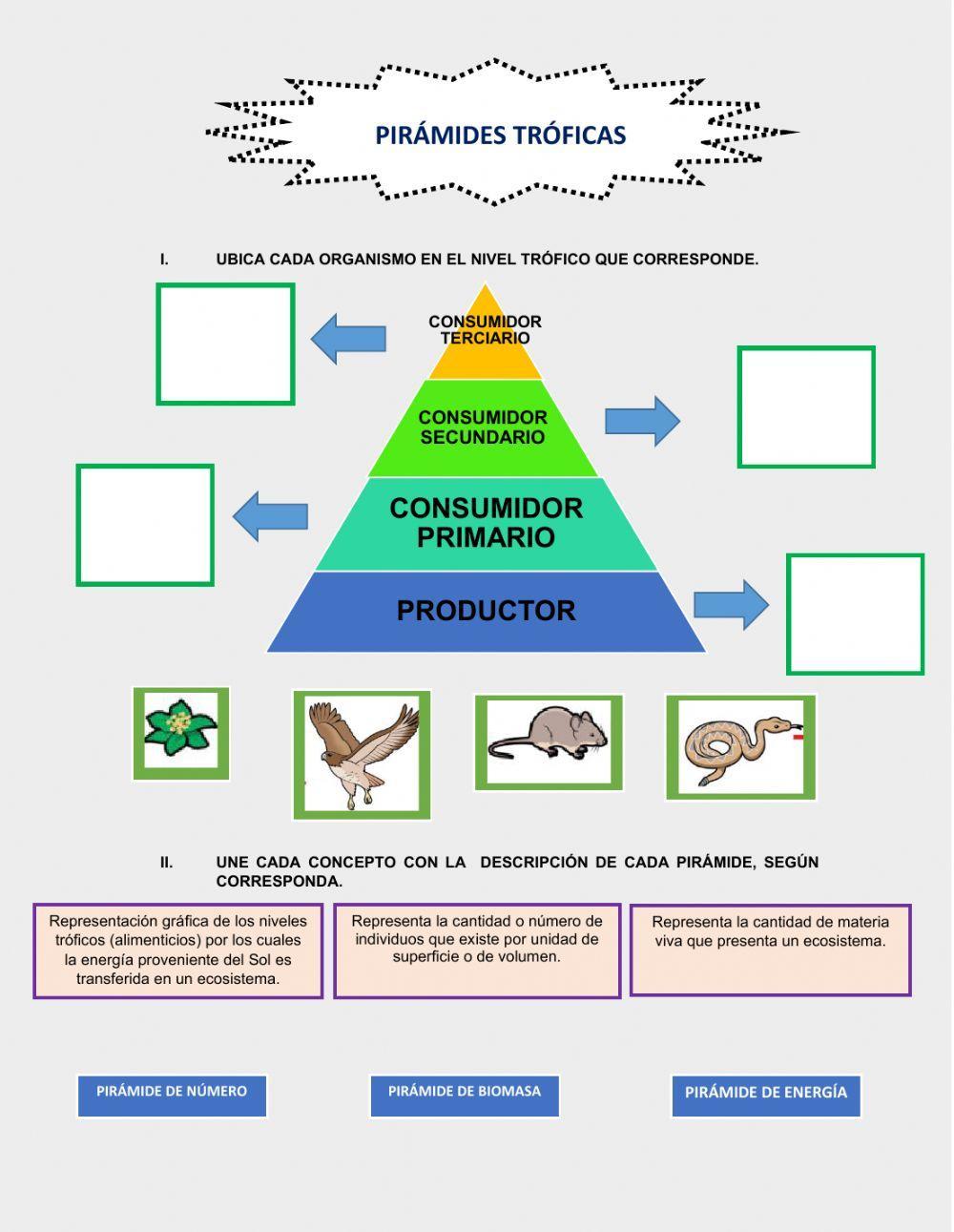 Pirámides tróficas