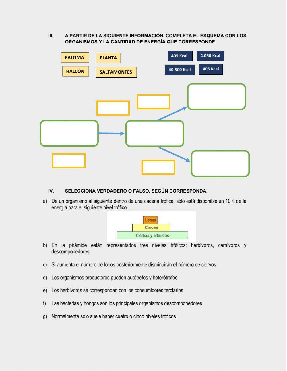Pirámides tróficas