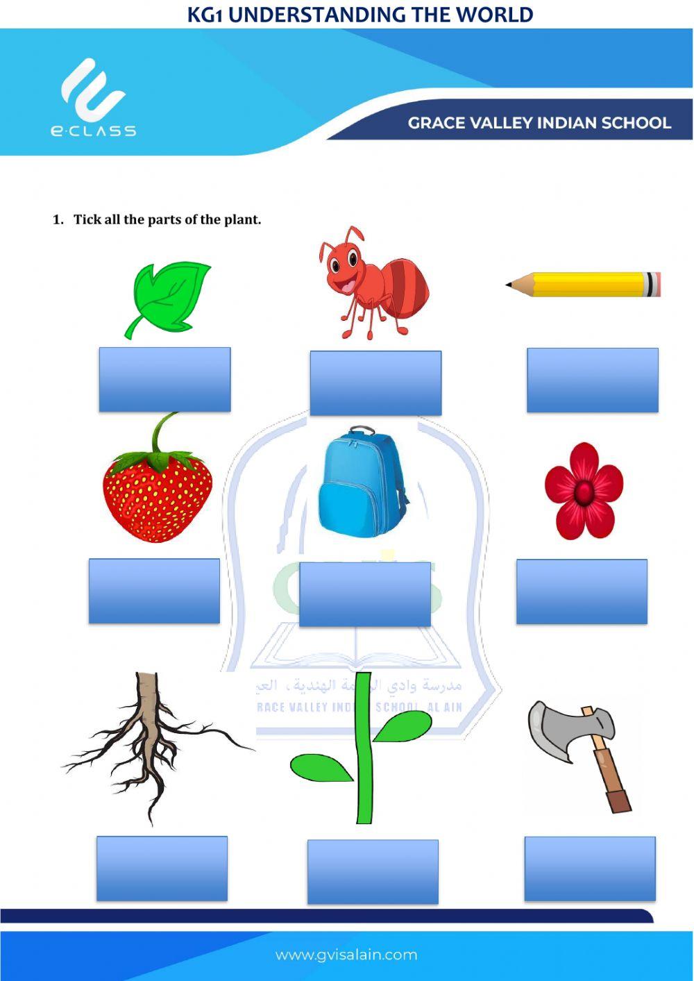 Parts of plants