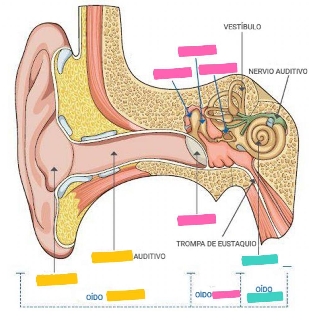 Las partes del oído
