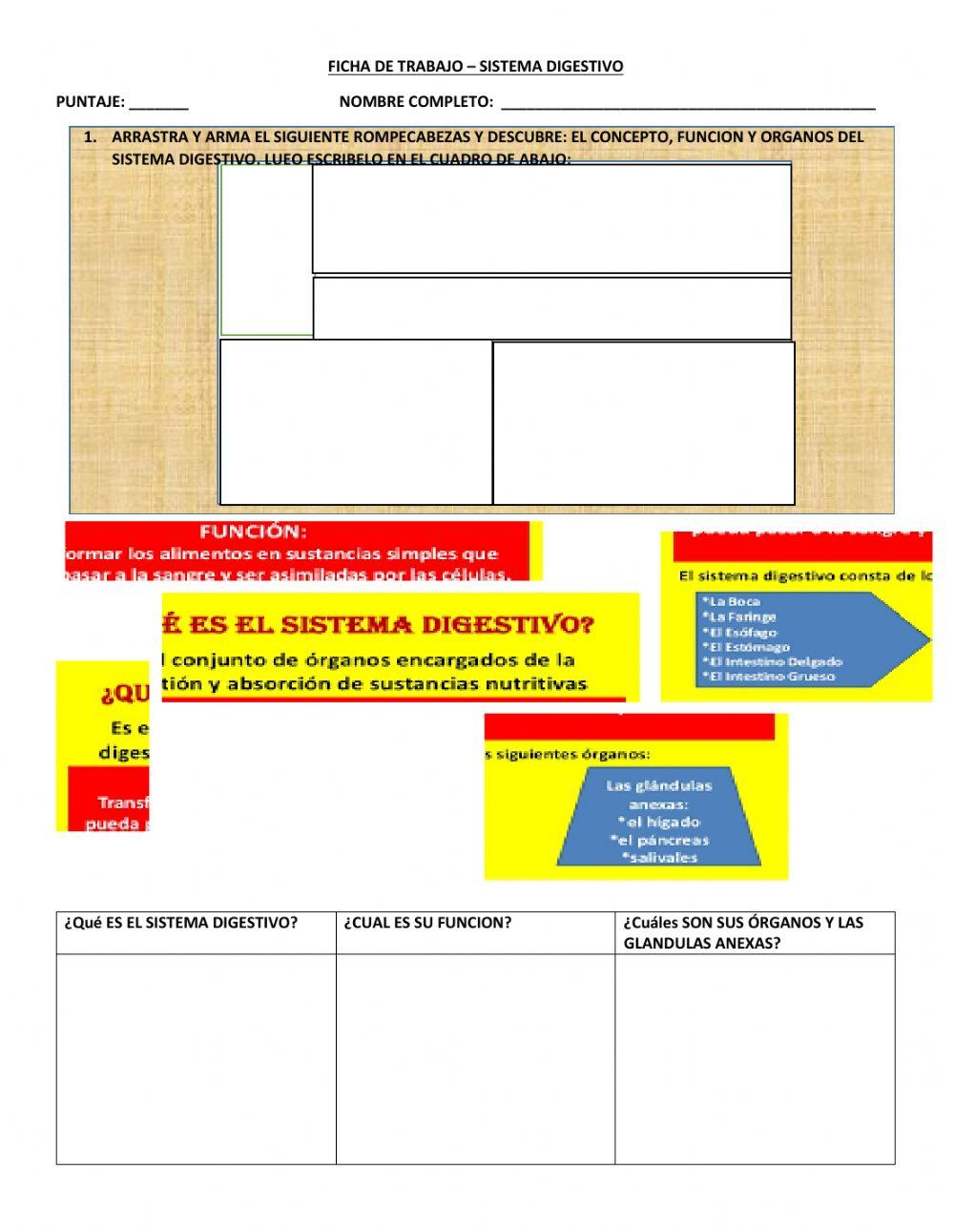 Ficha de trabajo-sistema digestivo
