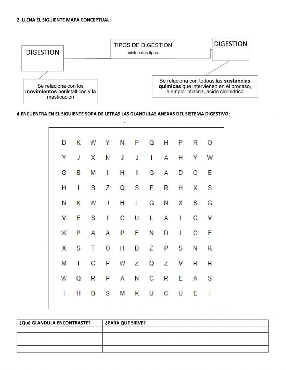 Ficha de trabajo-sistema digestivo Ficha de trabajo-sistema digestivo