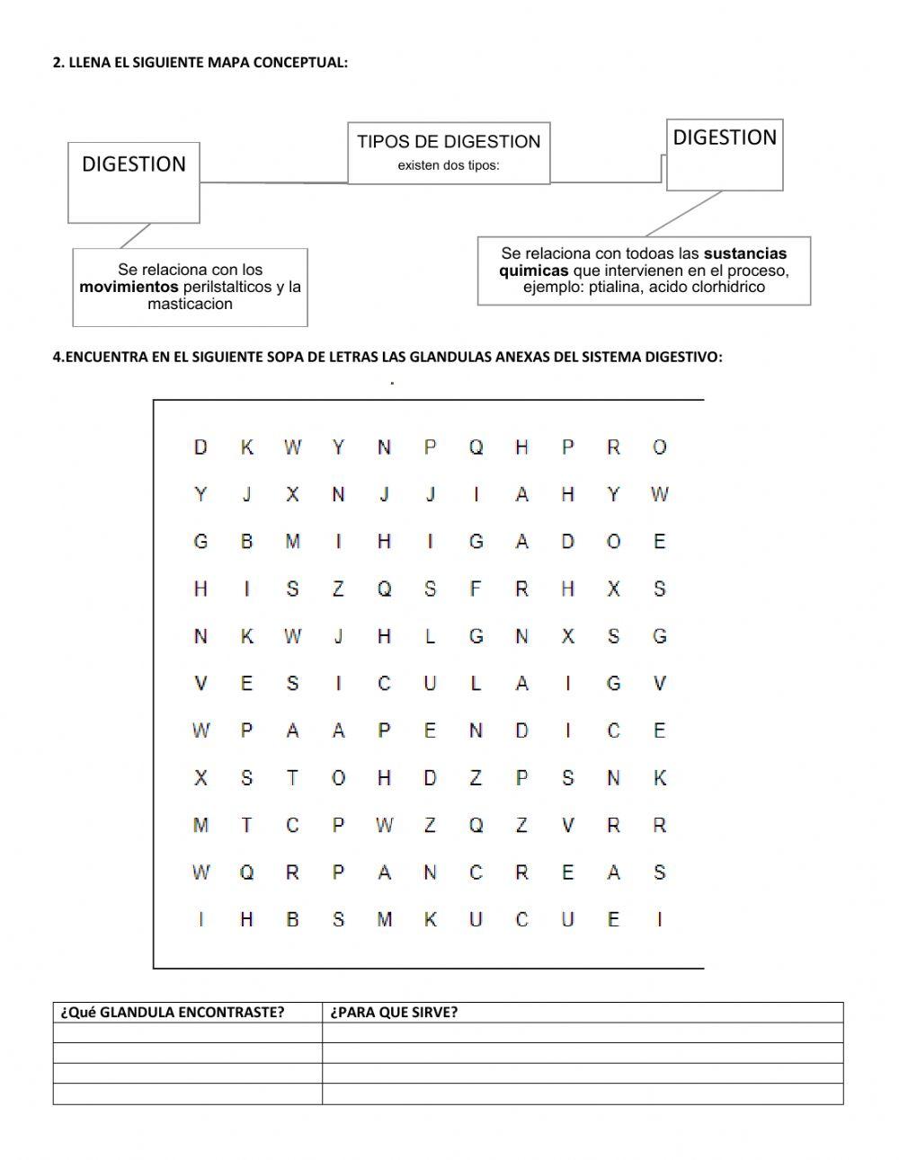 Ficha de trabajo-sistema digestivo