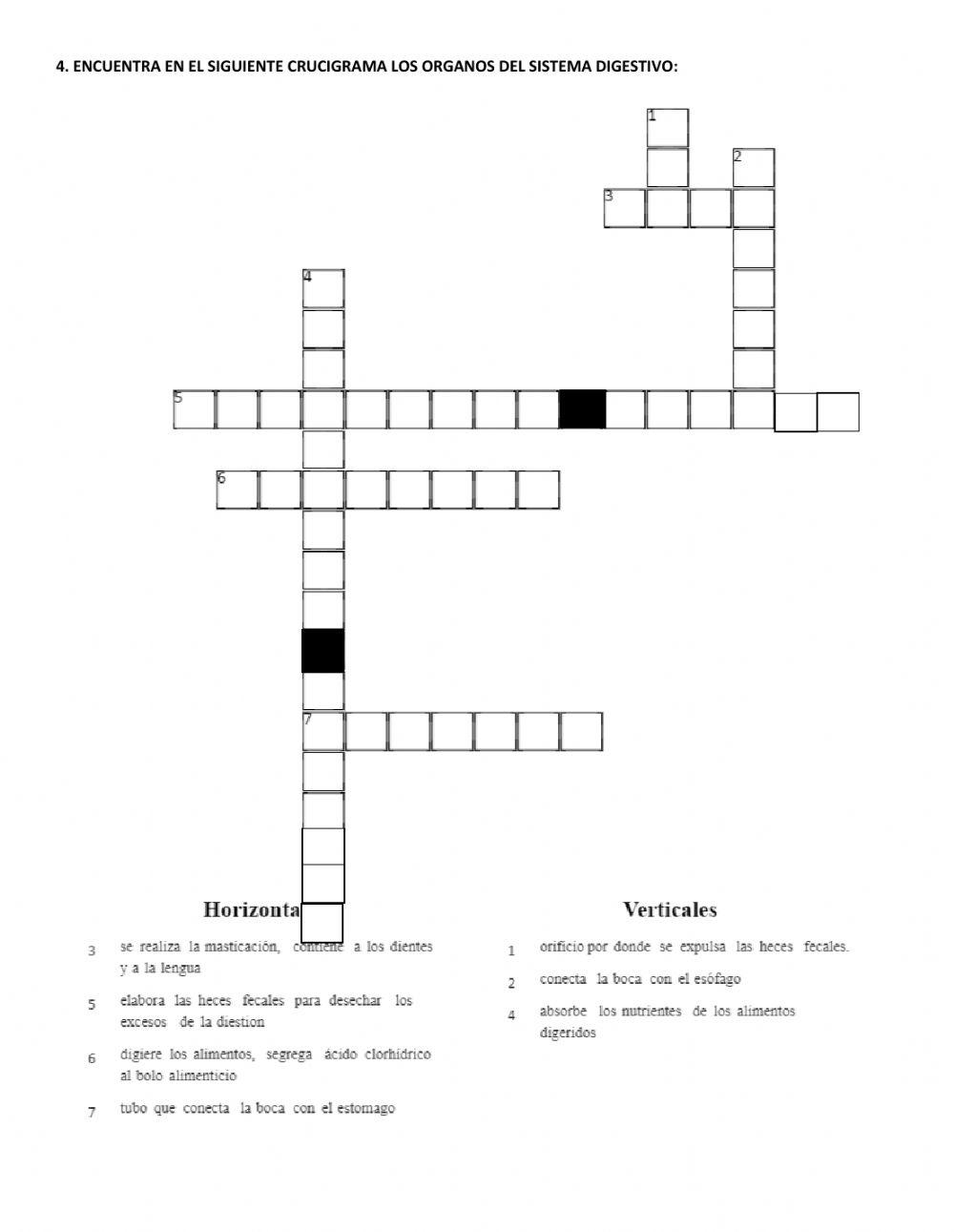 Ficha de trabajo-sistema digestivo Ficha de trabajo-sistema digestivo