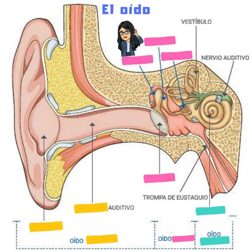 Las partes del oído