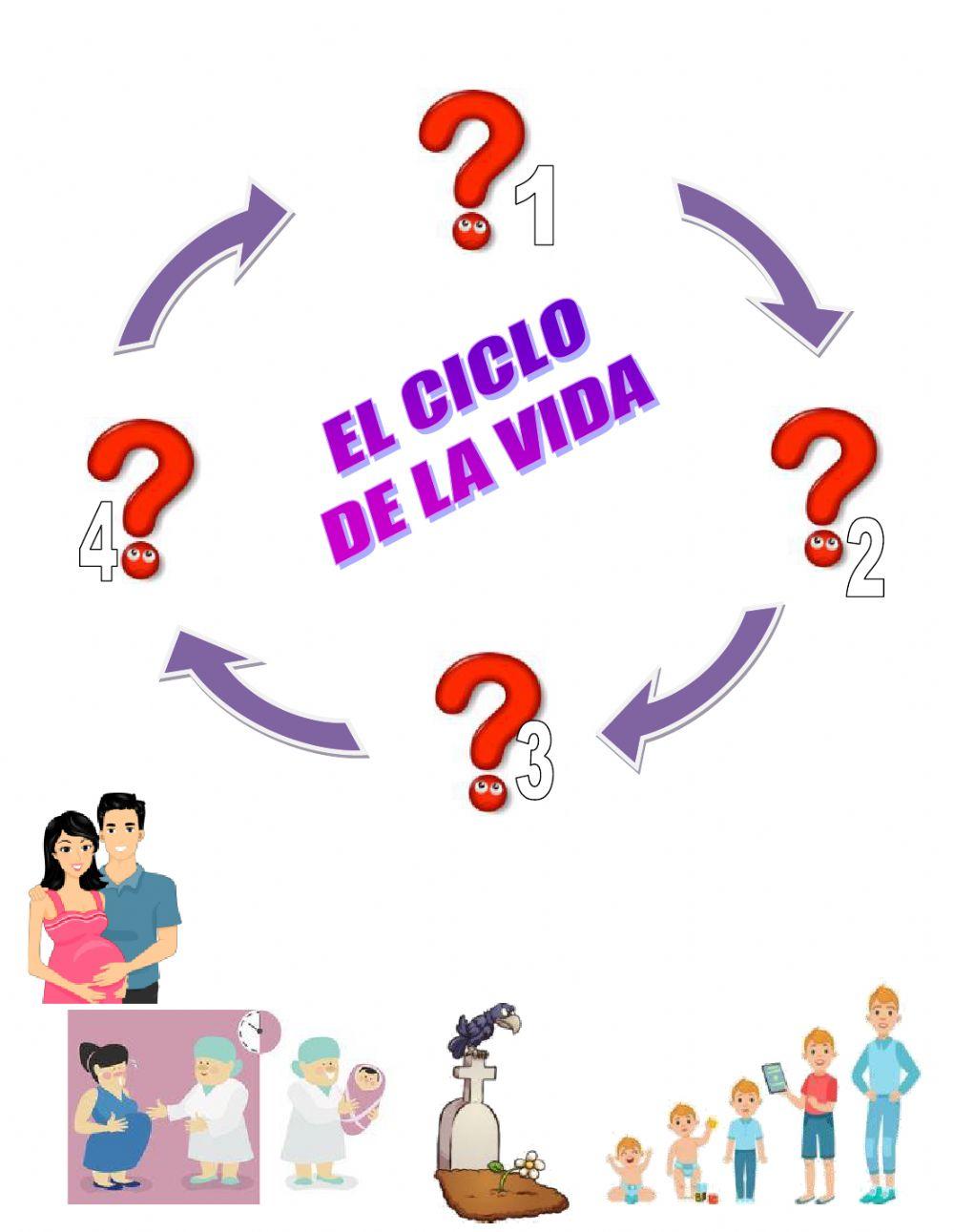 Arrastra imágenes del ciclo de la vida