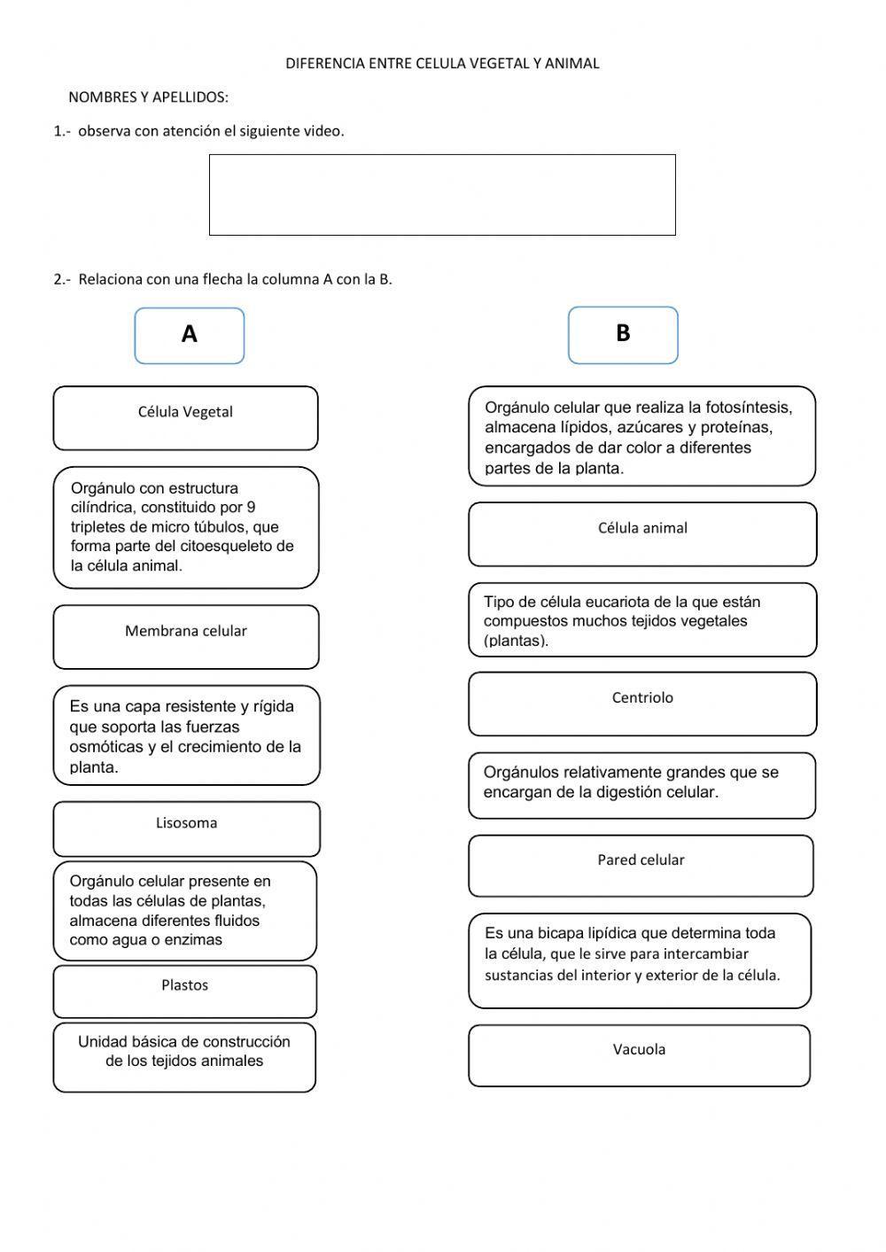Diferencias entre célula vegetal y animal