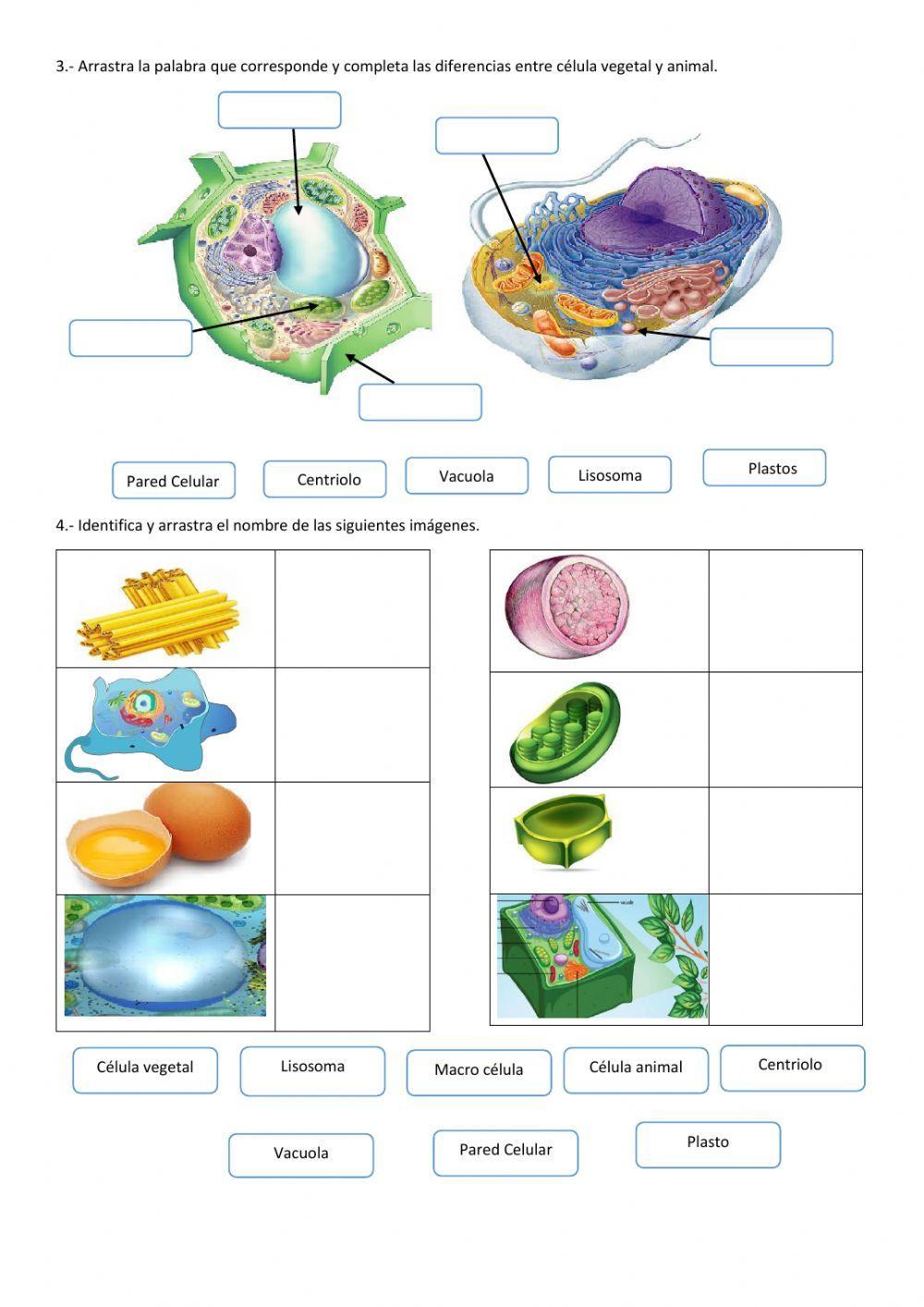 Diferencias entre célula vegetal y animal